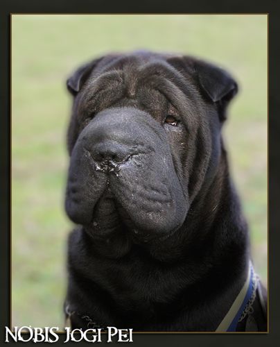 NOBIS Jogi-pei | Shar-Pei 