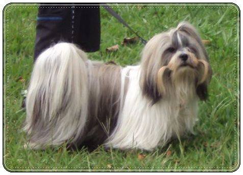 Justin Timberlake of Excalibur Quest | Lhasa Apso 