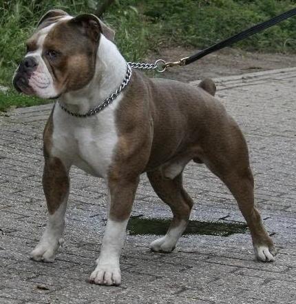 Hoghouse´s Mc Lovin | Olde English Bulldogge 