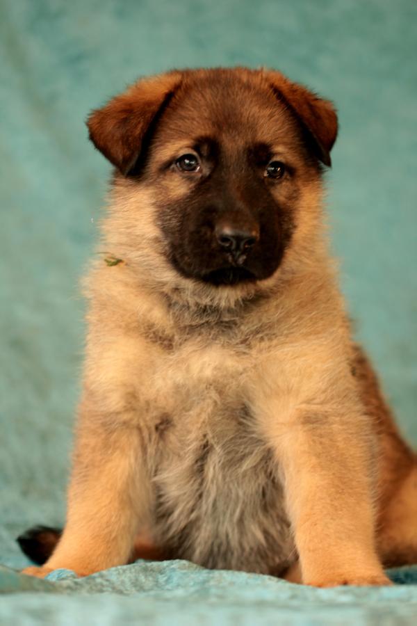 Basco van Hoeve Hopstein | German Shepherd Dog 