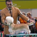 Cloverwood Royal George | Dandie Dinmont Terrier 