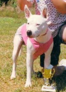 Cheri's Snow Angel | American Pit Bull Terrier 