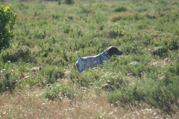 Helga - II | German Shorthaired Pointer 