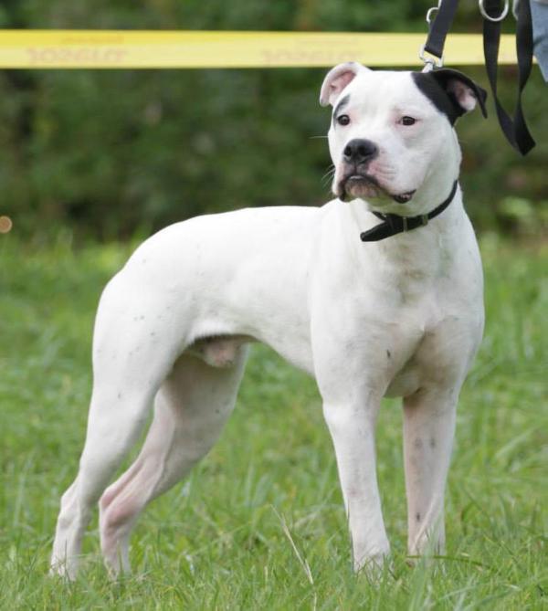 United-Bulls Fiede aka Finlay | American Bulldog 