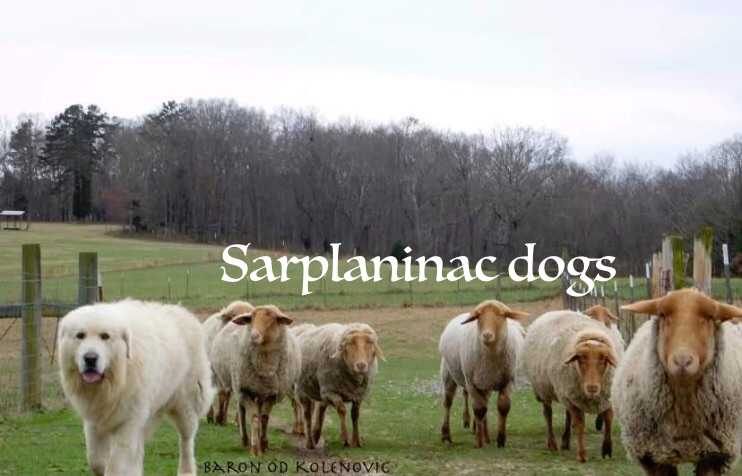 Baron od Kolenovic | Yugoslavian Shepherd Dog-Sarplaninac 