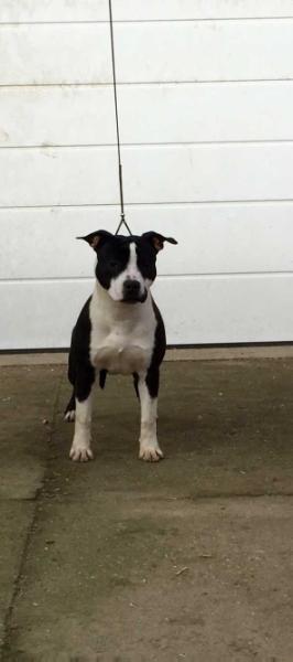 Markov Staff Ontario | American Staffordshire Terrier 