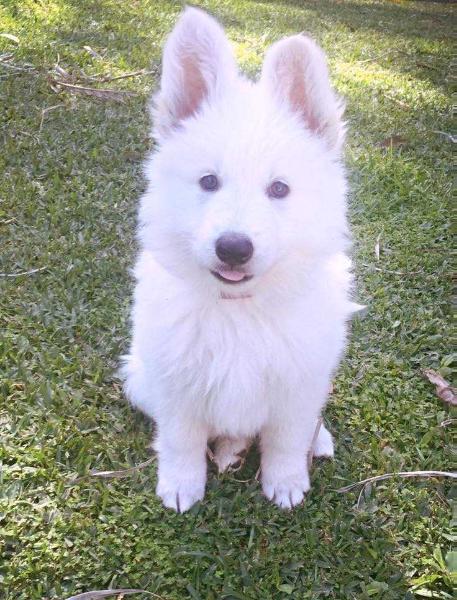 Sandiswiss White Ice Ace | White Swiss Shepherd Dog 