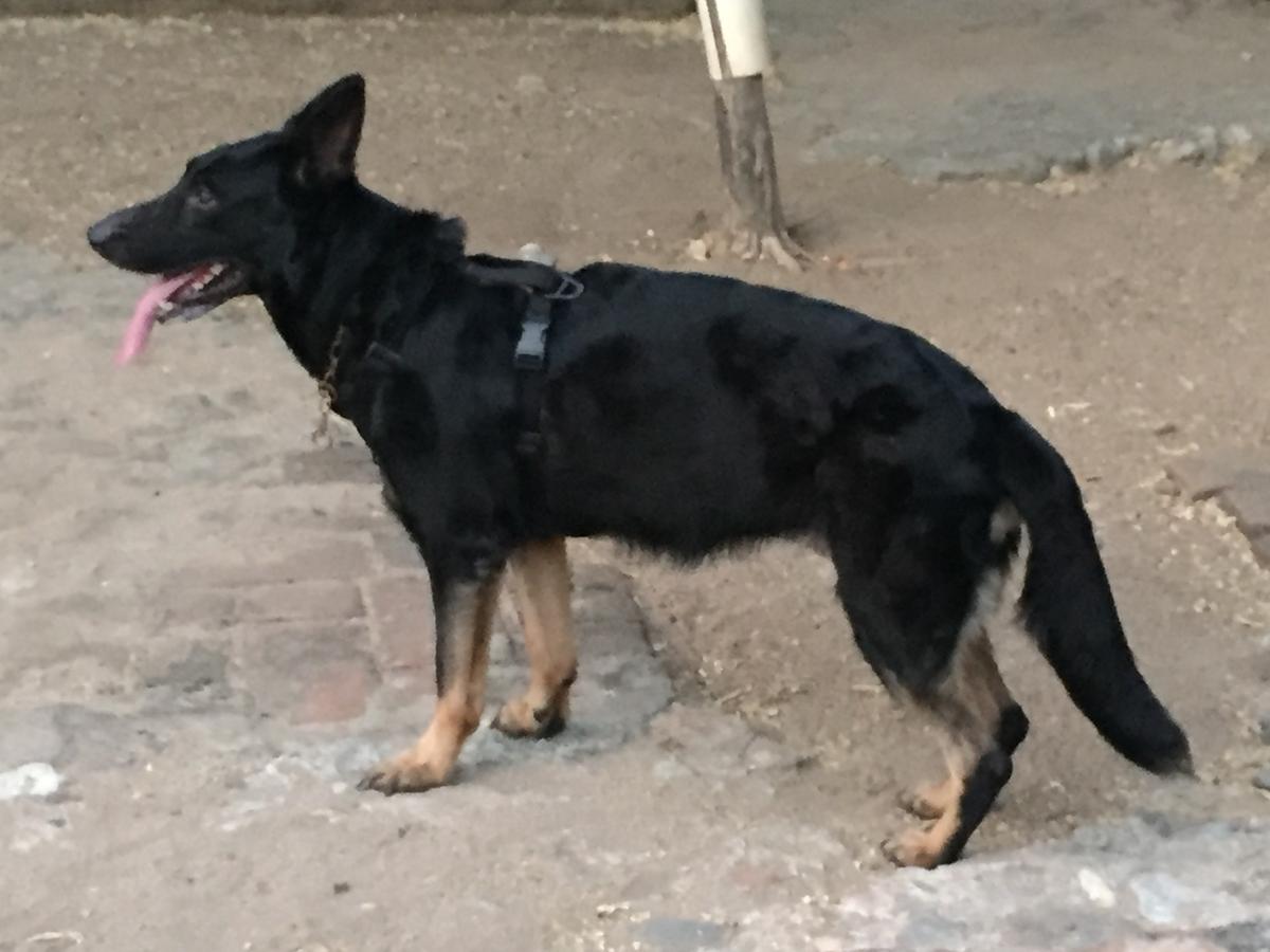 Nika de Parnas | German Shepherd Dog 