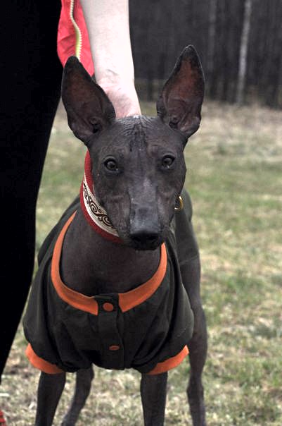 Wonderland Itar Assol Sweet Girl | Xoloitzcuintli 