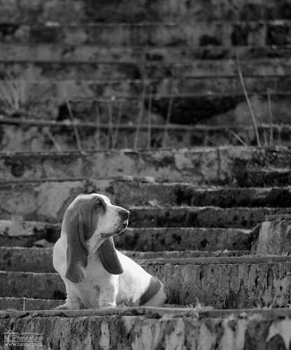 Quida Lady Barnett's | Basset Hound 