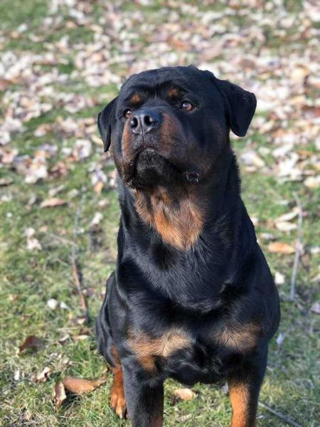 Opie Hahnenfuss | Rottweiler 