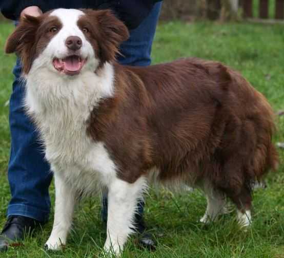 U be Ruby from Carolyn's Home | Border Collie 