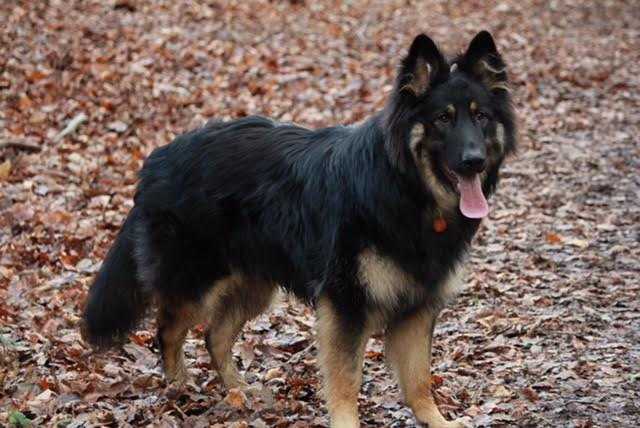 Lorija's Storm | German Shepherd Dog 