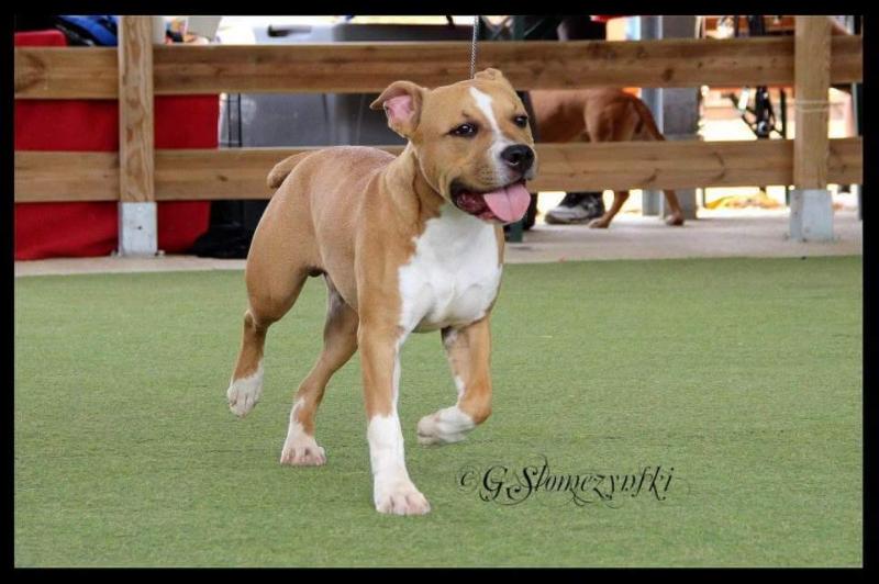 Lewis du Domaine de Roujus | American Staffordshire Terrier  Lewis du Domaine de Roujus | American Staffordshire Terrier