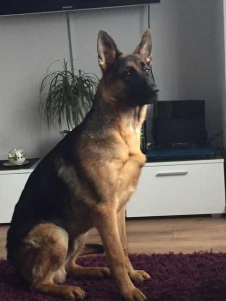 ASKO Brojan | German Shepherd Dog 