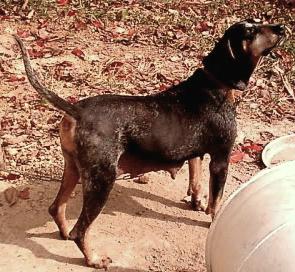 Vaughns Blue Dog Little Fly | Bluetick Coonhound 