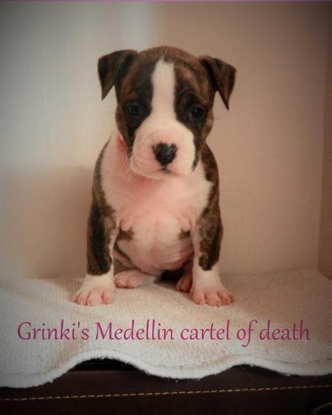 Grinki's Medellin cartel of death | American Staffordshire Terrier 