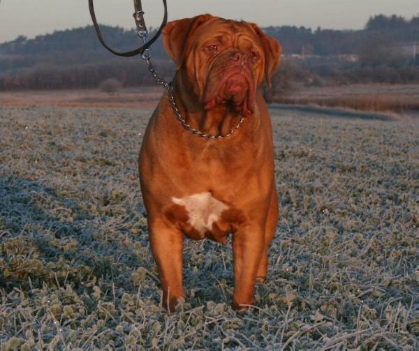 J’Adore Bordeaux Red Forest | Dogue de Bordeaux 