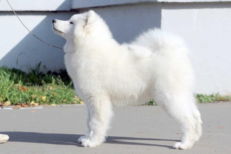 Alkhabor Almira Dust of the Wind | Samoyed 