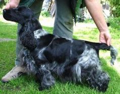 Spaghetti Vom Schloss Hellenstein | English Cocker Spaniel 