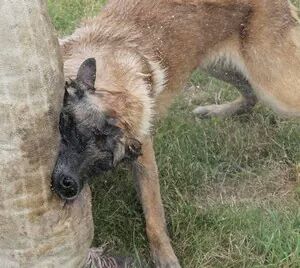 Chakal du Val de Tonkin | Belgian Malinois 