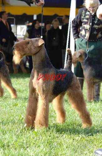 Rangel*s Celtic Warrior | Airedale Terrier 