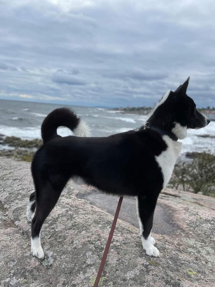 Arlo Da Villa Saloia | Karelian Bear Dog 