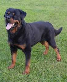 Amo Vom Hause Harless | Rottweiler 