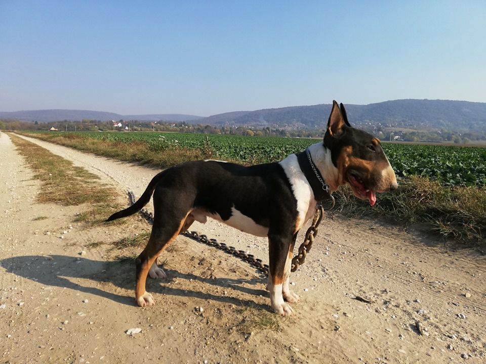 Gigantic -Giant Perceval | Bull Terrier 