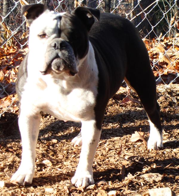 Alubull's Vivvica Fox | Olde English Bulldogge 