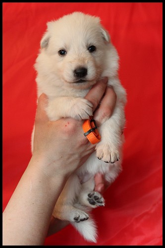 Disadonna lady nanako | White Swiss Shepherd Dog 