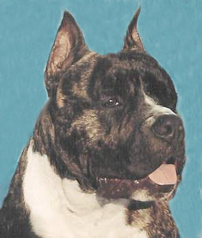 Paragon's Doc's Ironheart | American Staffordshire Terrier 