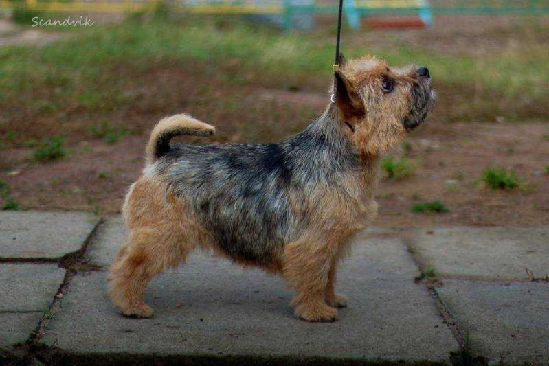 Elantiz Royal Design | Norwich Terrier 