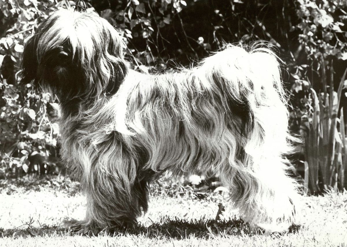 SODERUPS TARA | Tibetan Terrier 