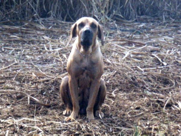 Sula do Arugua | Fila Brasileiro 