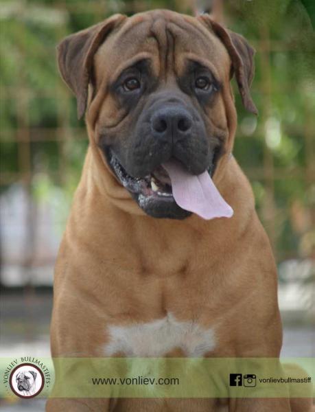 Von Liev OHS Blitzkrieg Bop | Bullmastiff 