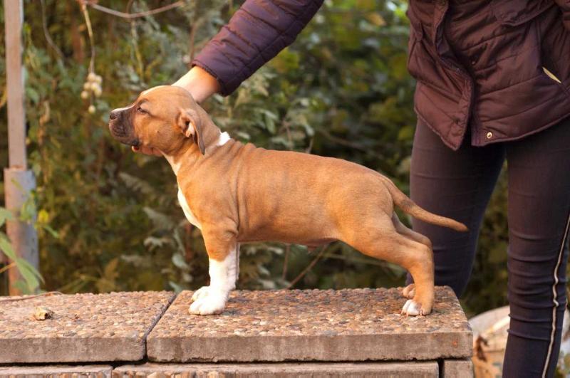 Iron Axel Florent | American Staffordshire Terrier 