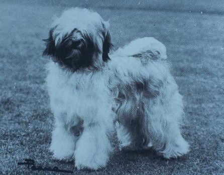 GEMGENES HANSEL | Tibetan Terrier 