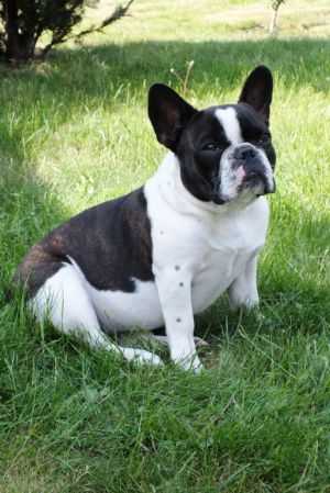 Donna Lasiniu Piliakalnis | French Bulldog 