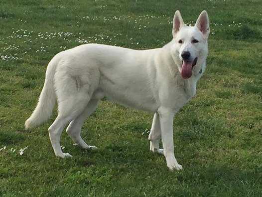 Freigeist Simba Von Piersigilli | White Swiss Shepherd Dog 