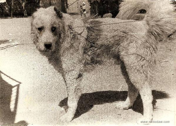 Sakar ow. Lalakov | Central Asian Shepherd Dog 