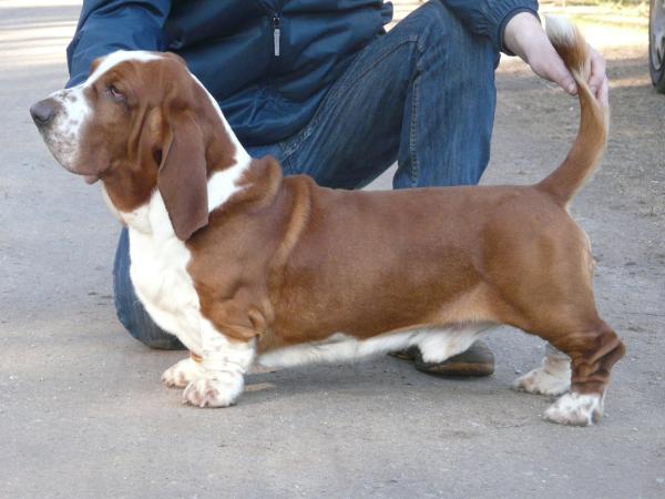 Charmer Chuck van Grunsven | Basset Hound 