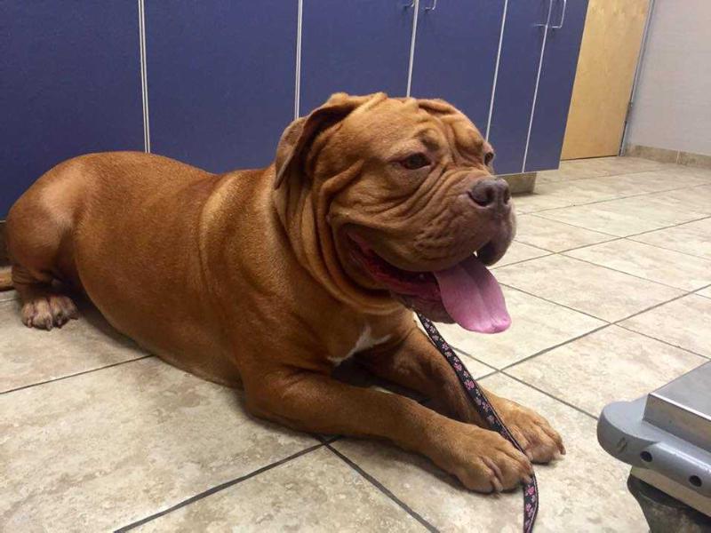 Red Brawn Alice | Dogue de Bordeaux 