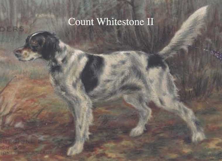 Count Whitestone II | English Setter 