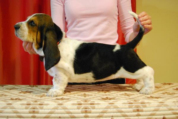 Charleen gloomy clown | Basset Hound 