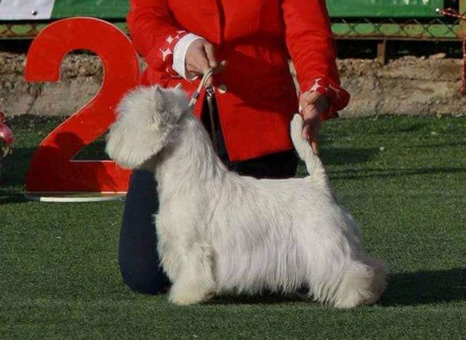 Vest Are Irresistible Proof | West Highland White Terrier 