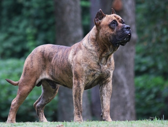 D&amp;G's Incubus | Perro de Presa Canario 