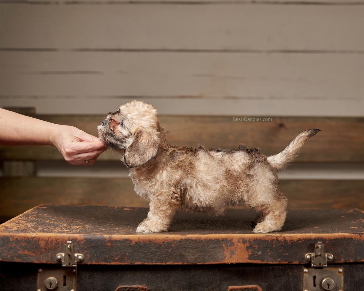 Sunny Magic Wanda-Miatrix | Dandie Dinmont Terrier 