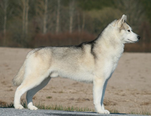 Bedarra Nero Wolfe | Siberian Husky 