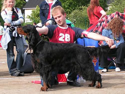 Kingpoint crazy american | Gordon Setter 